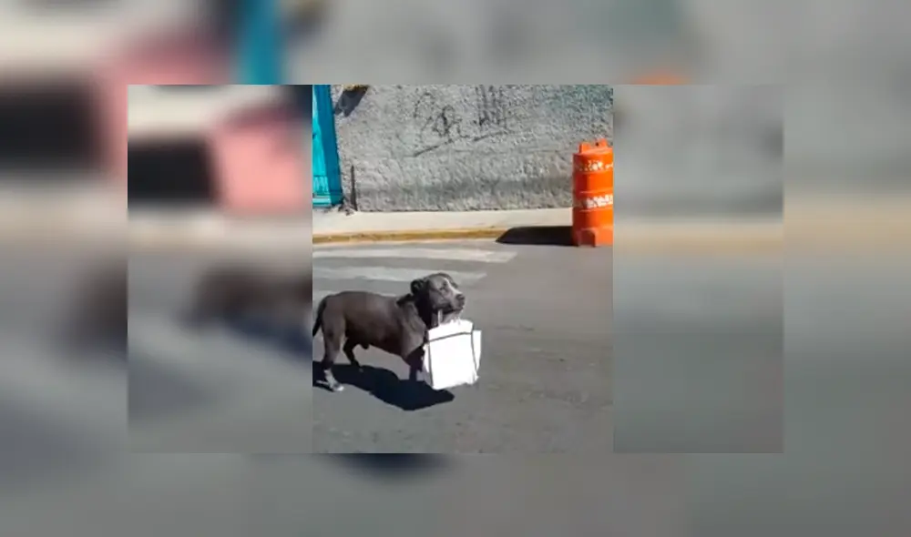 Desliza las imágenes hacia la izquierda para apreciar el emotivo gesto de un perro para agradecer a su dueño. Desliza las imágenes hacia la izquierda para apreciar el emotivo gesto de un perro para agradecer a su dueño.