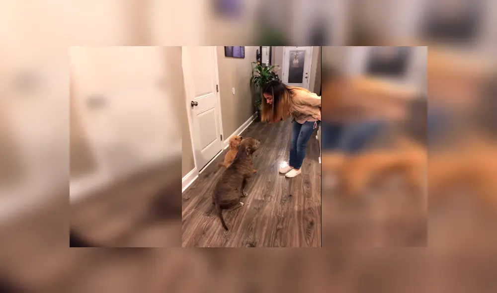 En Facebook, un perro aprovechó la distracción de su dueña para salir de casa y al regresar fue regañado.