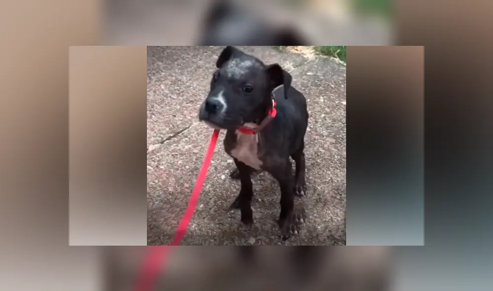 Desliza hacia la izquierda para ver el nuevo aspecto del perro callejero abandonado con sarna. Desliza hacia la izquierda para ver el nuevo aspecto del perro callejero abandonado con sarna.