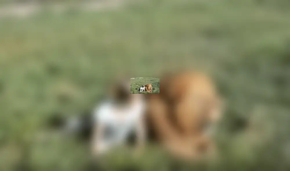 YouTube viral: Niña entra a calabozo de leones y la reacción de estos deja impactados a todos [VIDEO]