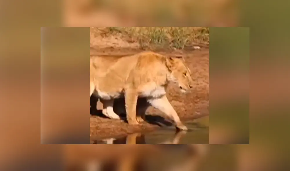 YouTube viral: turista que hacía safari en la selva graba conmovedor momento de familia de leones. YouTube viral: turista que hacía safari en la selva graba conmovedor momento de familia de leones.