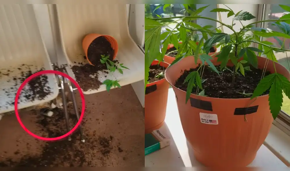 En YouTube, gato comió plantas de marihuana de su dueña y quedó muy afectado [VIDEO]