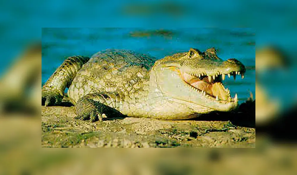 YouTube viral: final de la brutal pelea entre anaconda y cocodrilo deja en shock a usuarios [VIDEO]