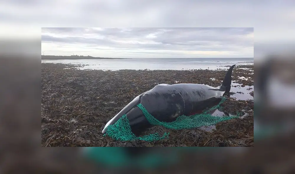 Muerte de ballena