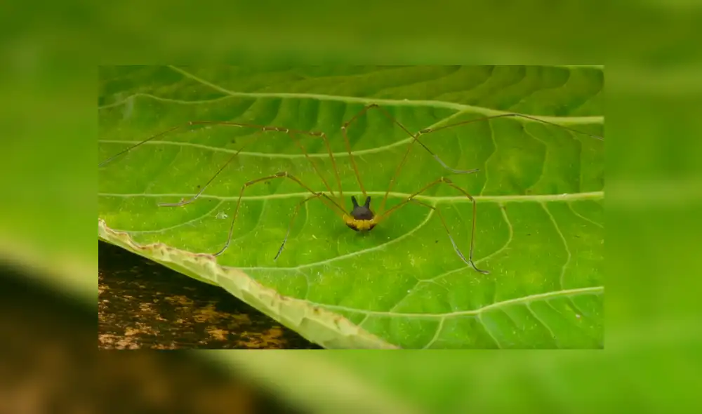 El video viral de YouTube muestra a la misteriosa criatura con cara de lobo que aterra miles. El video viral de YouTube muestra a la misteriosa criatura con cara de lobo que aterra miles.