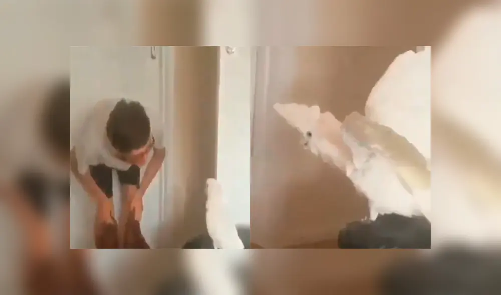 Facebook: Cacatúa tiene un insólita reacción al ver un increíble truco de magia de su dueño [VIDEO]