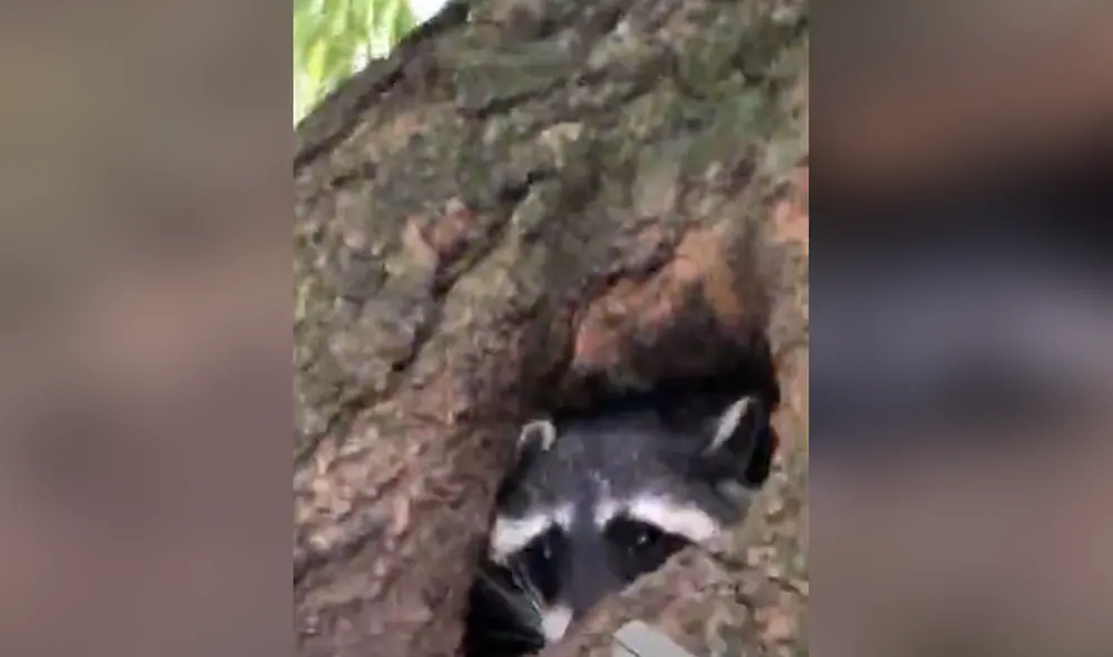 Desliza hacia la izquierda para ver las imágenes del video viral. Foto: Captura de YouTube. Desliza hacia la izquierda para ver las imágenes del video viral. Foto: Captura de YouTube.