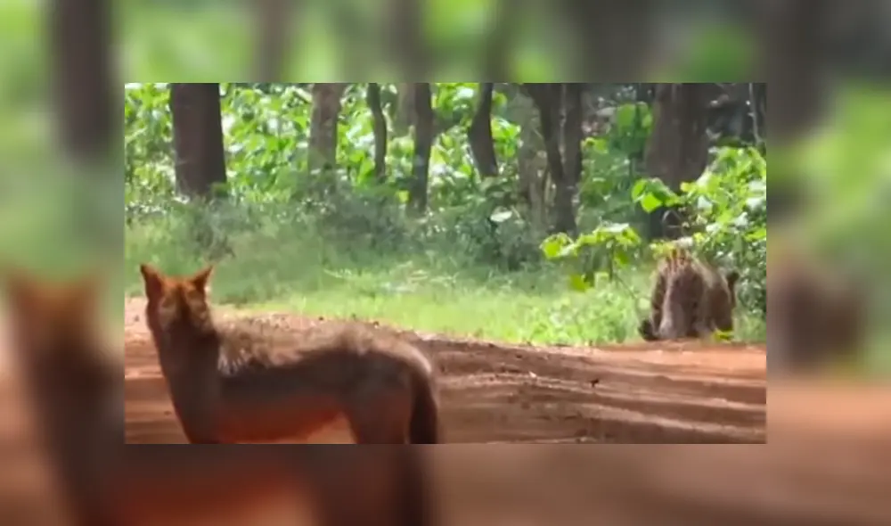 Desliza hacia la izquierda para ver el feroz ataque de los animales que se hizo viral en Facebook.