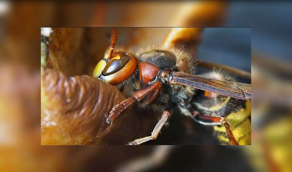 Los avispones gigantes asiáticos son peligrosos para otras especies como abejas. Foto: Pxhere Los avispones gigantes asiáticos son peligrosos para otras especies como abejas. Foto: Pxhere