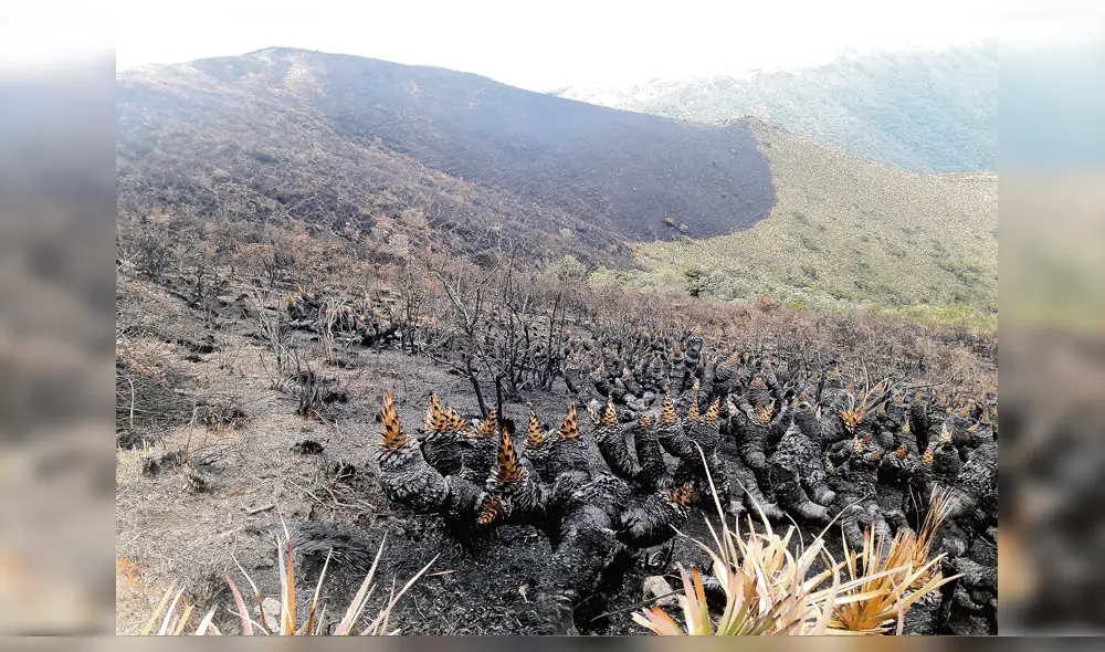Incendios. Una de las principales causas de la deforestación. Incendios. Una de las principales causas de la deforestación.