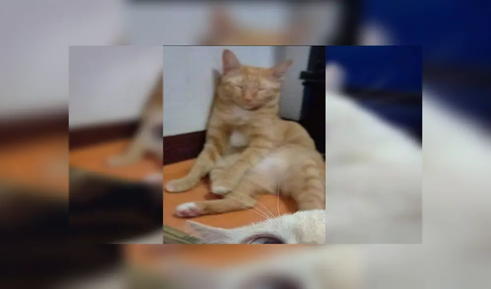 Facebook viral: divertido gatito utiliza celular de dueño para tomarse 'selfies' y este es el resultado [FOTOS]