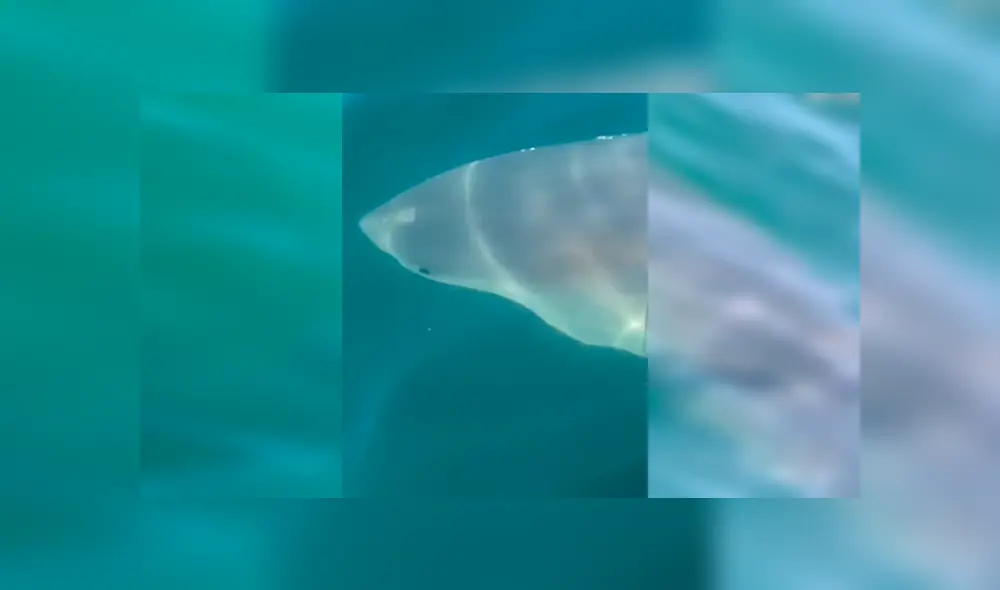 En Facebook, los integrantes de una familia quedaron aterrados al descubrir que un tiburón estaba al costado de su bote.