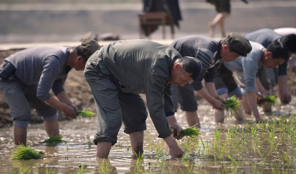 Los profesores tuvieron que dirigirse a las granjas para cavar y transportar las papas ellos mismos. Foto: AFP/referencial Los profesores tuvieron que dirigirse a las granjas para cavar y transportar las papas ellos mismos. Foto: AFP/referencial