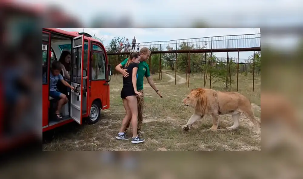 YouTube viral: turista arriesga su vida al bajar de vehículo turístico para acariciar a un temible león [VIDEO]