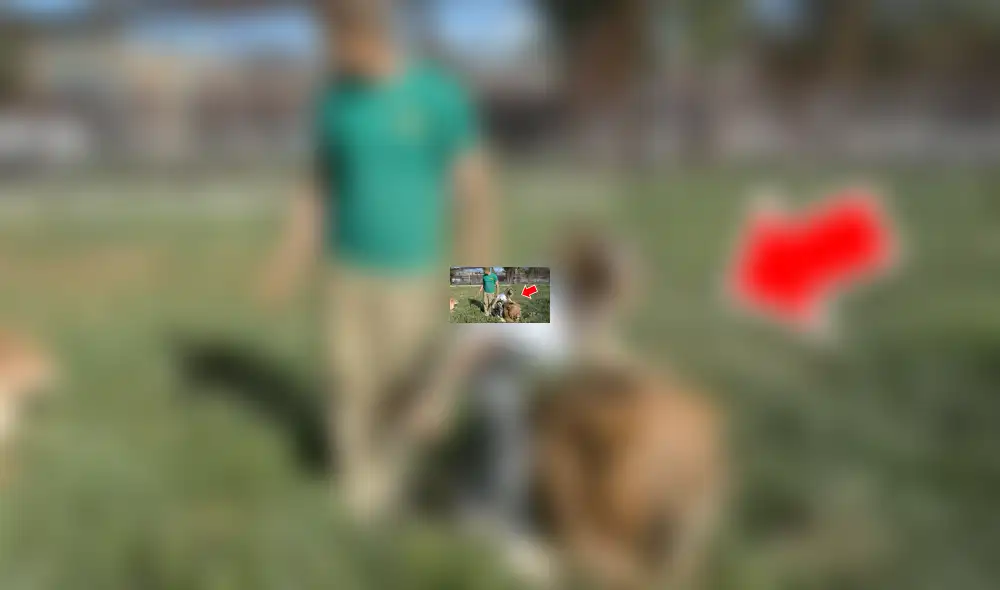 YouTube viral: Niña entra a calabozo de leones y la reacción de estos deja impactados a todos [VIDEO]