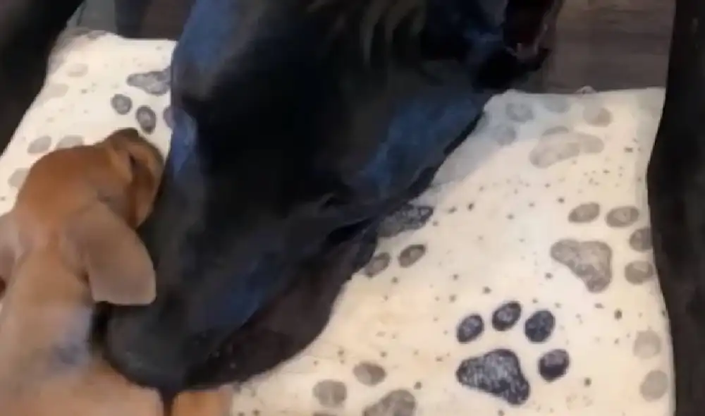 Luna y Zeus se convirtieron en mejores amigos en la guardería. Foto: Captura/Facebook