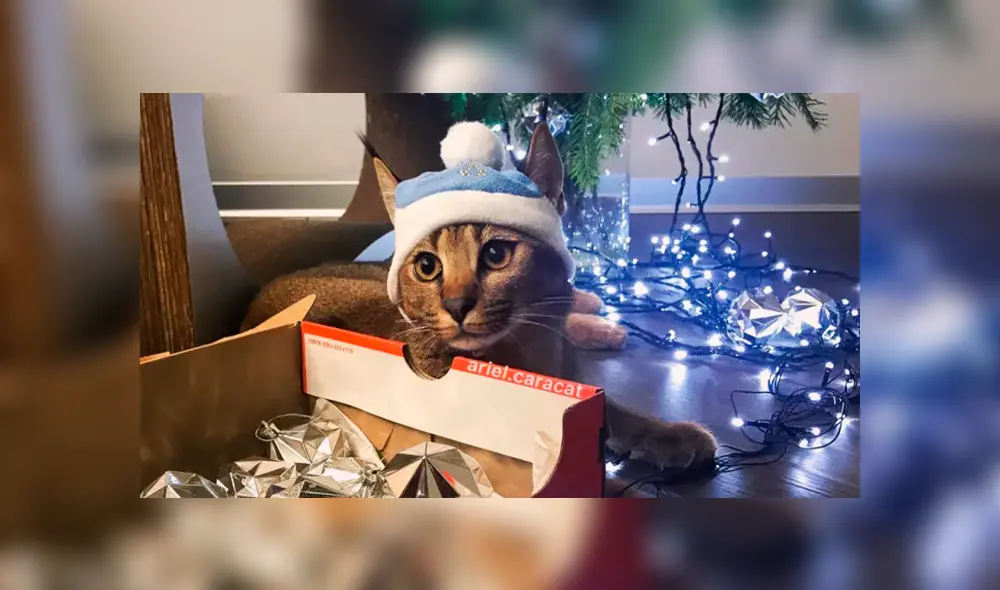 Desliza para ver el aspecto de este felino híbrido que sorprendió a todos en YouTube. Foto: Captura. Desliza para ver el aspecto de este felino híbrido que sorprendió a todos en YouTube. Foto: Captura.