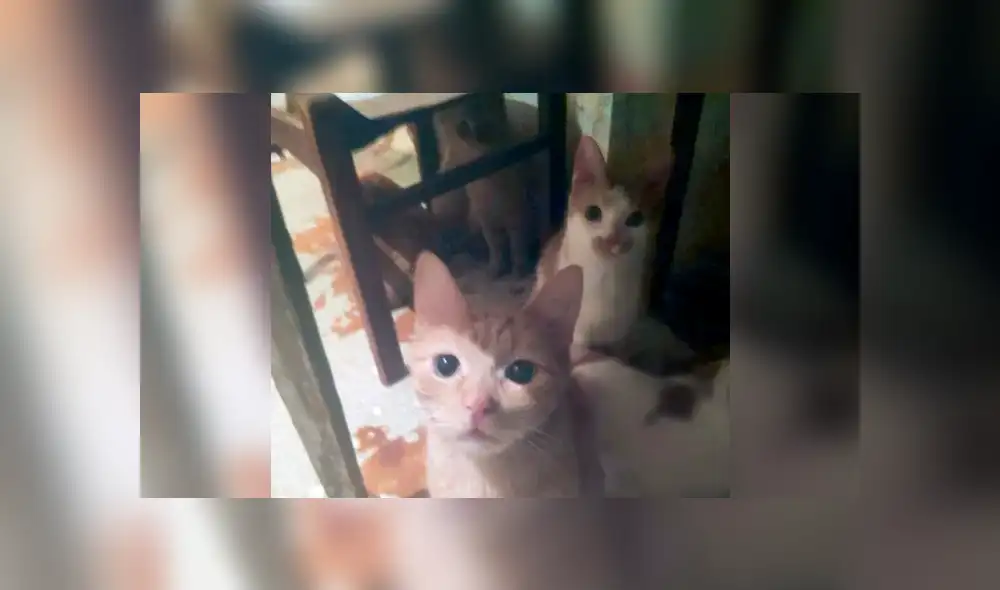 Rescatistas encuentran a 130 gatos en un departamento en pésimas condiciones [VIDEO]