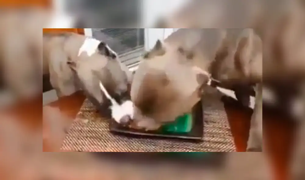 Facebook viral: Dejó su plato de comida en la mesa y sus perros hicieron esto con ella [VIDEO]