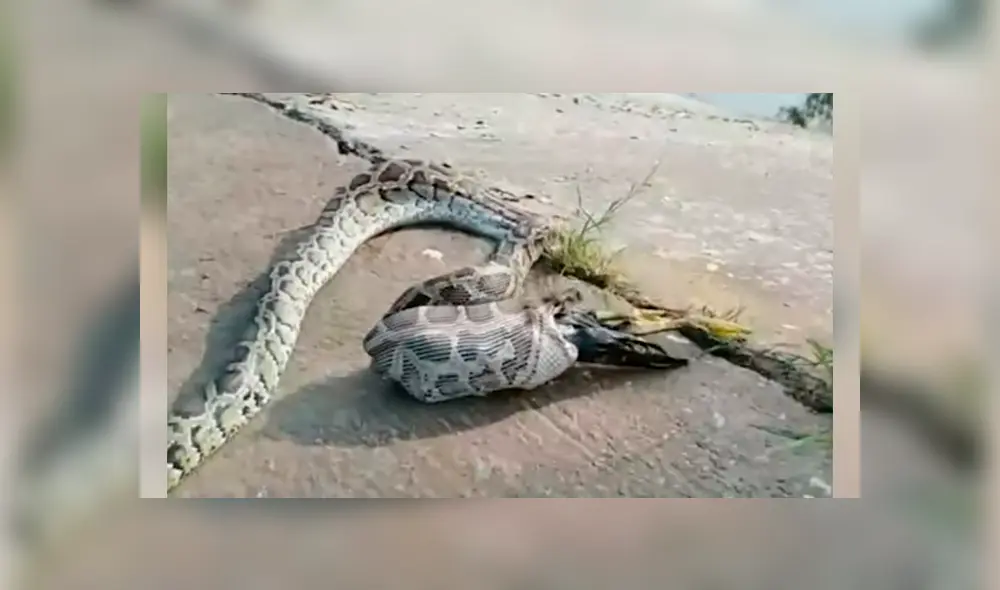 El espeluznante momento quedó registrado en una impactante grabación que se ha hecho viral en YouTube y otras redes El espeluznante momento quedó registrado en una impactante grabación que se ha hecho viral en YouTube y otras redes