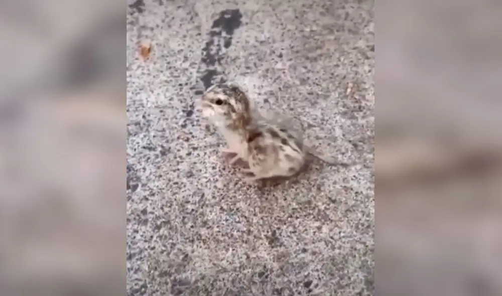 Desliza las imágenes para apreciar la noble acción de un hombre al toparse con un pollito en la calle. Foto: Captura de TikTok.