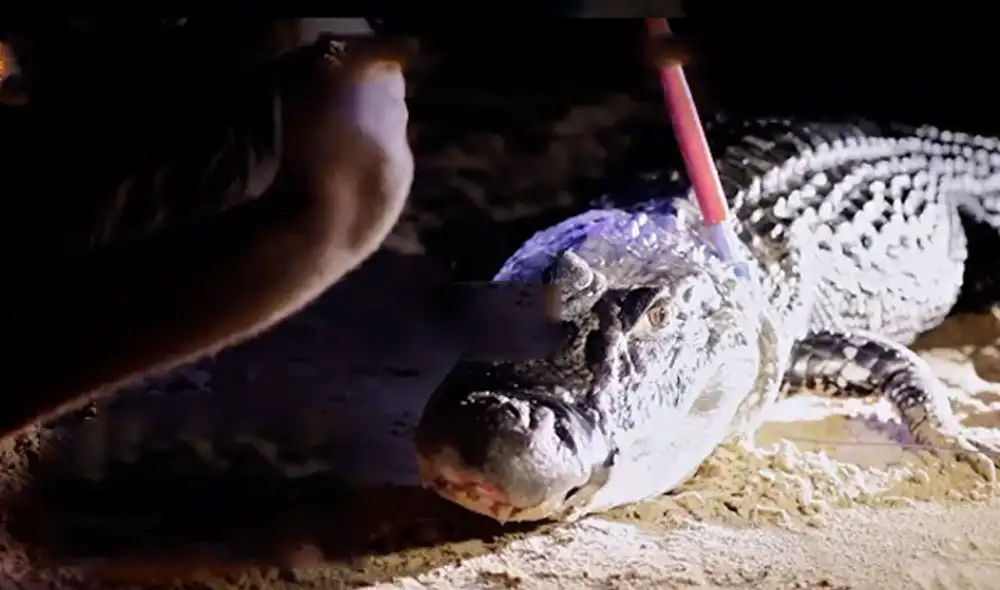 Desliza hacia la izquierda para ver las imágenes del video viral. Foto: captura de YouTube.