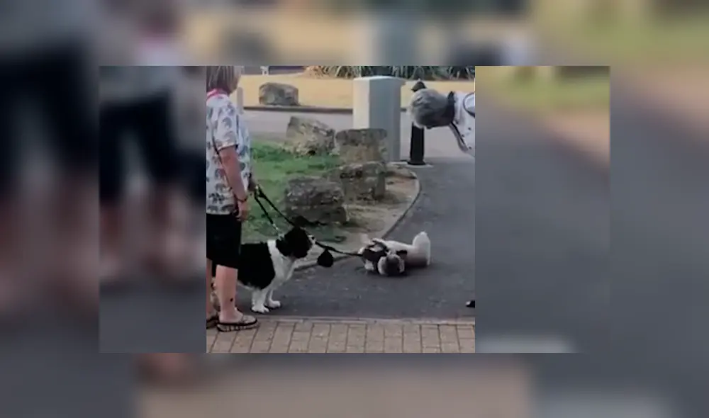 Vía Facebook. Transeúntes quedaron asombrados con el singular comportamiento del can en plena vía pública Vía Facebook. Transeúntes quedaron asombrados con el singular comportamiento del can en plena vía pública