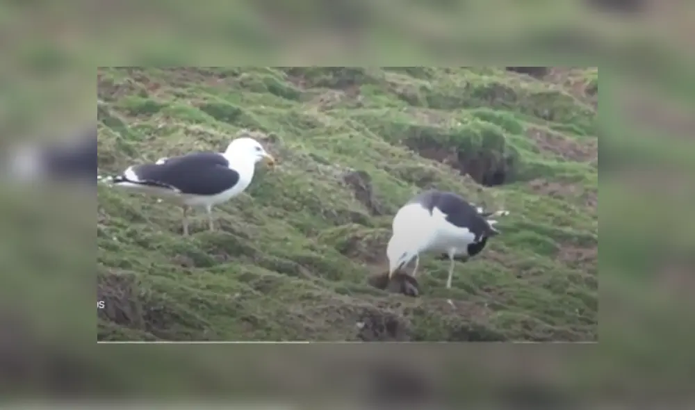 Desliza hacia la izquierda para ver más del video viral.