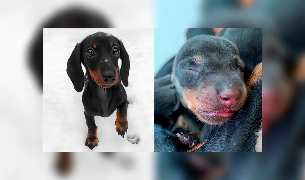 Desliza a la izquierda para conocer a esta peluda influencer. Desliza a la izquierda para conocer a esta peluda influencer.