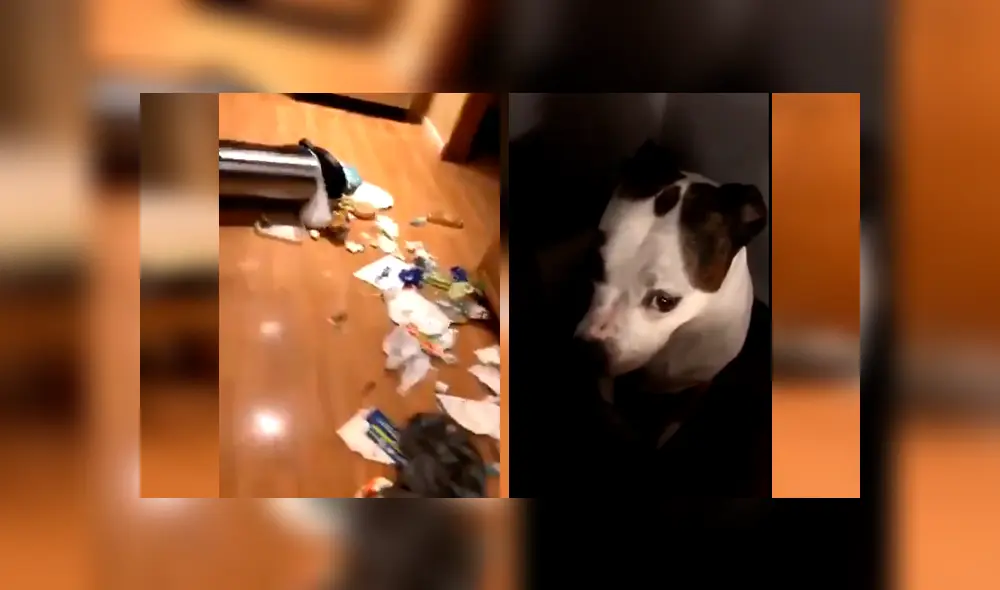 El can desató miles de carcajadas en Facebook con su gracioso comportamiento al ver a su dueño llegando a casa