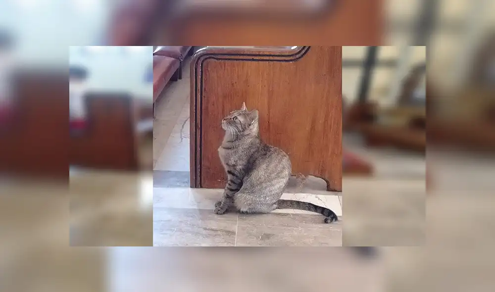 Facebook viral: gato se escapó de casa y su dueño lo encontró en el lugar menos pensado [FOTOS]