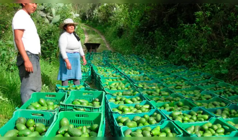 Minagri: agroexportaciones peruanas llegaron a 148 países en 2017