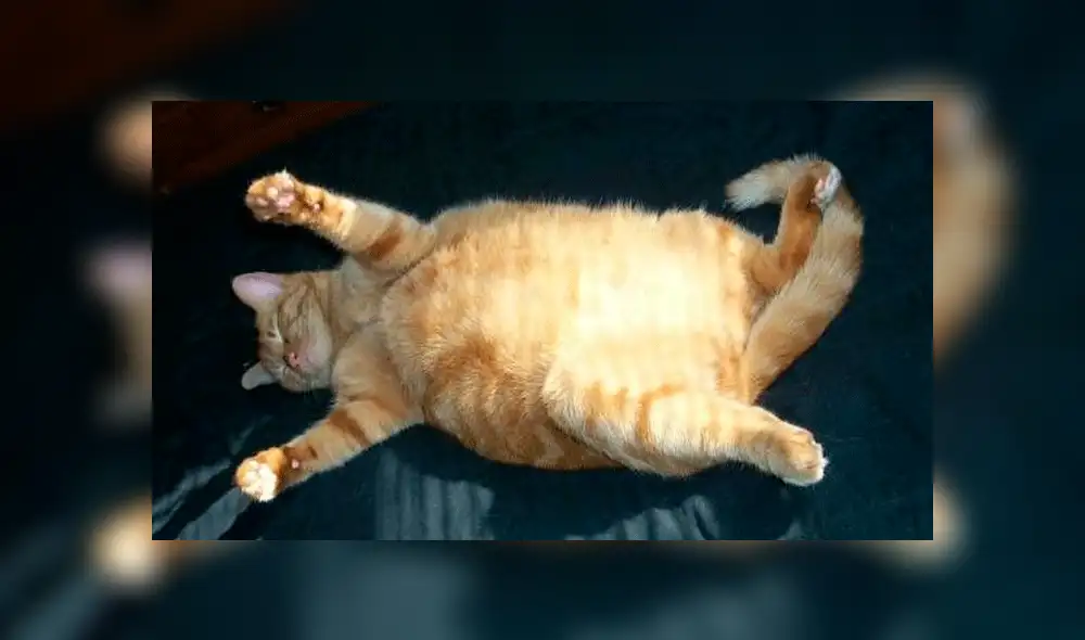 Facebook viral: gatito obeso es descubierto haciendo ejercicios para bajar de peso [VIDEO]