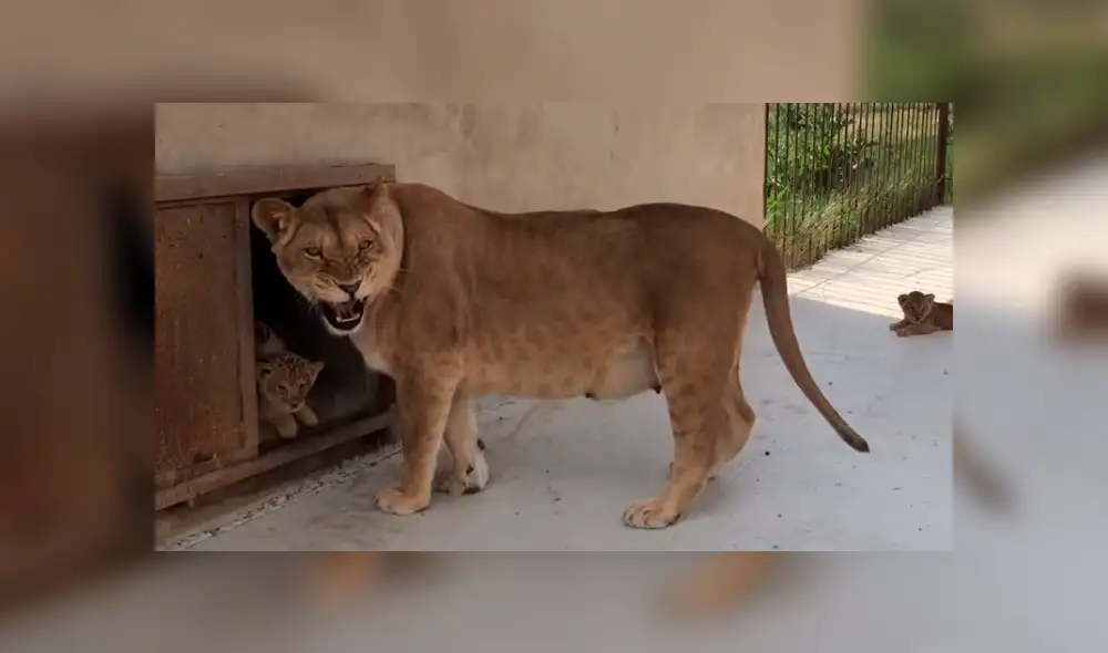 YouTube viral: Mujer se acerca a recinto de feroz leona y esta la ataca por cuidar a sus bebés [VIDEO]