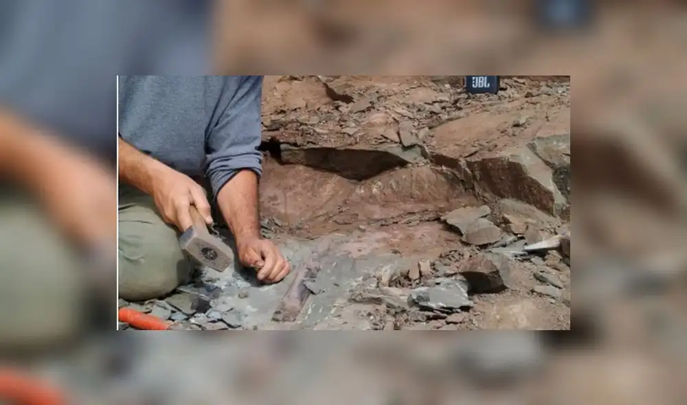 El Megarraptor tendría 70 millones de años de antigüedad.