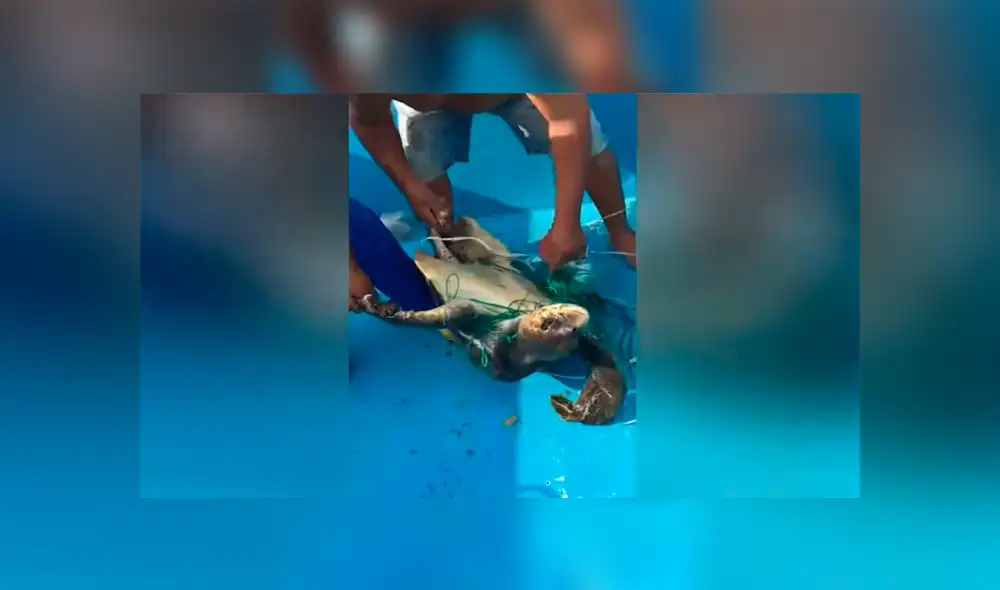 Un video viral muestra cómo un grupo de pescadores rescatan a un tortuga al borde de la muerte.