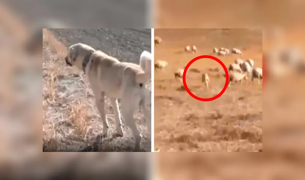 Desliza las imágenes para conocer la reacción de un perro guardián ante la presencia de un lobo en el rebaño. Foto: Captura. Desliza las imágenes para conocer la reacción de un perro guardián ante la presencia de un lobo en el rebaño. Foto: Captura.