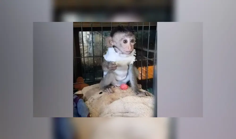 Una emotiva escena mostró como un pequeño mono no quiso despegarse del cuerpo de su madre fallecida. Una emotiva escena mostró como un pequeño mono no quiso despegarse del cuerpo de su madre fallecida.