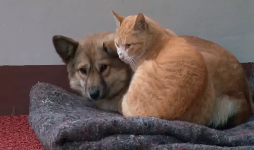 Actualmente, Nyang y Meong están a la espera de alguna familia solidaria que los adopten juntos debido que por varios años han vivido juntos. Actualmente, Nyang y Meong están a la espera de alguna familia solidaria que los adopten juntos debido que por varios años han vivido juntos.