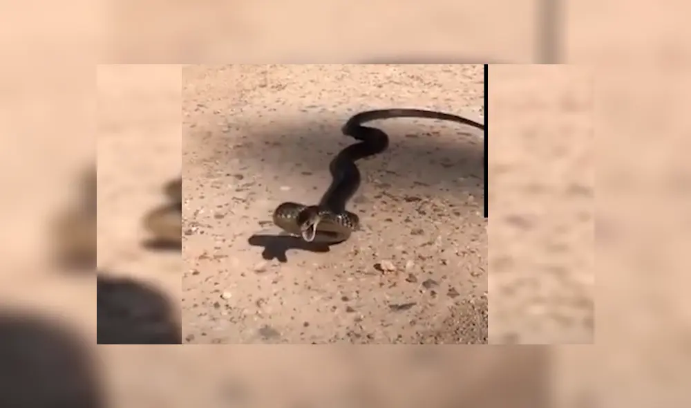El hombre interactuó con la serpiente por más de un minuto mientras explicaba la razón por la que suelen atacar a los humanos El hombre interactuó con la serpiente por más de un minuto mientras explicaba la razón por la que suelen atacar a los humanos