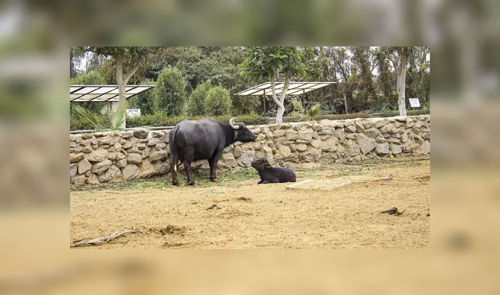 Un búfalo macho y su cría. Foto: Parque de las Leyendas. Un búfalo macho y su cría. Foto: Parque de las Leyendas.