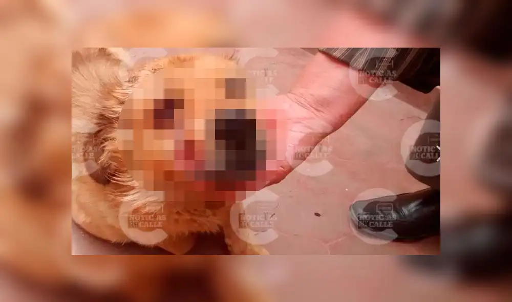Denuncian maltrato animal en Huancayo. Créditos: Facebook.