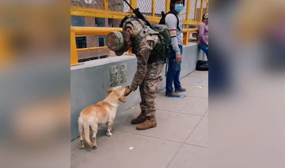 Desliza las imágenes para ver más detalles sobre esta conmovedora escena protagonizada por un perro callejero y un soldado peruano. Foto: captura de TikTok Desliza las imágenes para ver más detalles sobre esta conmovedora escena protagonizada por un perro callejero y un soldado peruano. Foto: captura de TikTok
