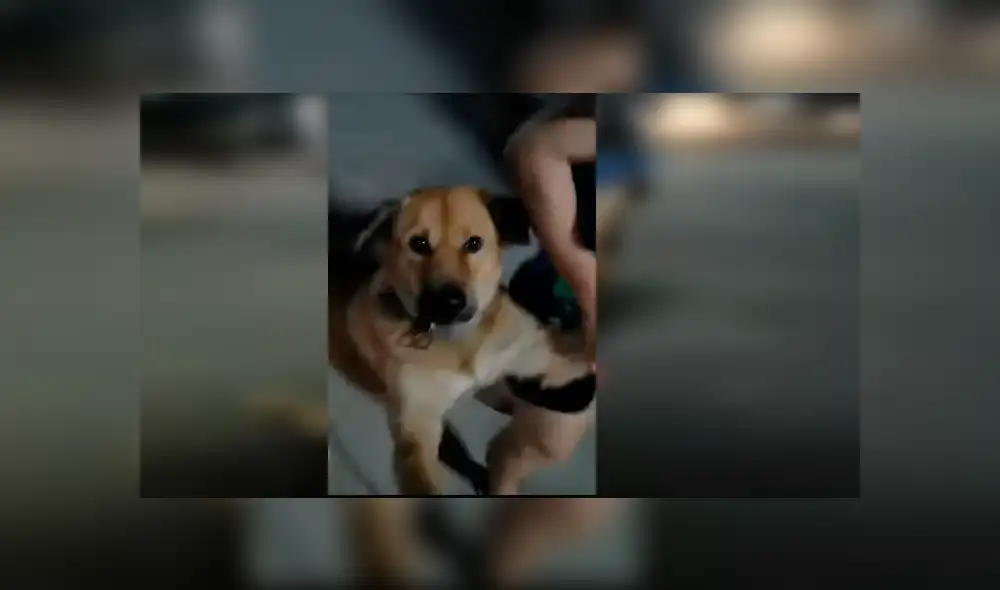 Dueños del can lo habían dejado en la calle durante dos horas y al ver que no regresaba se fueron a buscarlo Dueños del can lo habían dejado en la calle durante dos horas y al ver que no regresaba se fueron a buscarlo