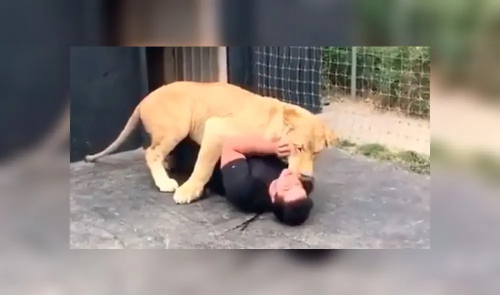 YouTube Viral: No imaginarás la reacción de un león al reencontrarse con su criador [VIDEO]