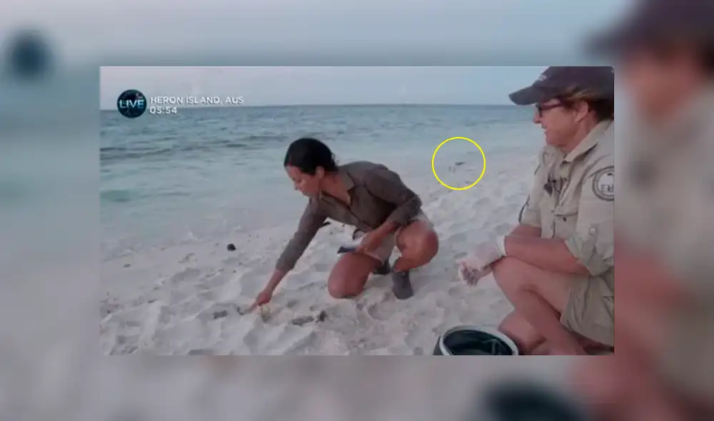 Facebook viral:Una tortuga fue liberada en vivo por una reportera pero un ave arruina tierno momento [VIDEO]