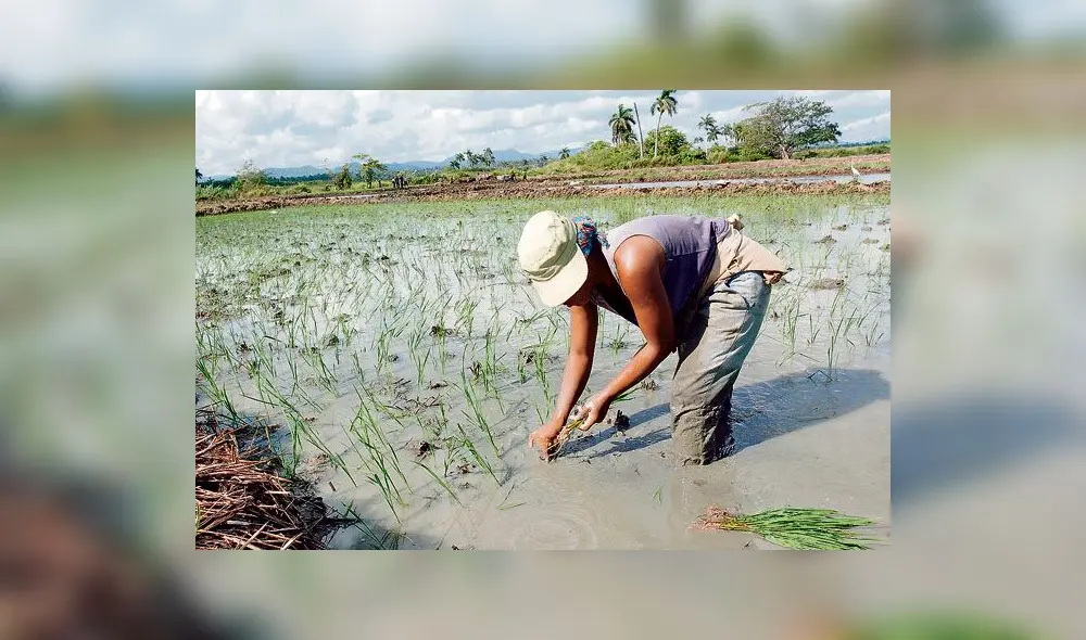 Lambayeque: déficit de agua afectó a agricultores en siembra de arroz y maíz 