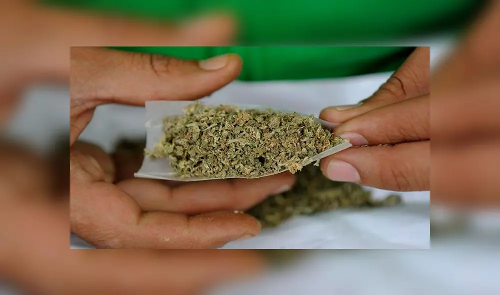 Autoridades presumen que el padre cultivaba las plantas en su casa para comercializarlas en una unidad educativa. Foto: referencial Autoridades presumen que el padre cultivaba las plantas en su casa para comercializarlas en una unidad educativa. Foto: referencial