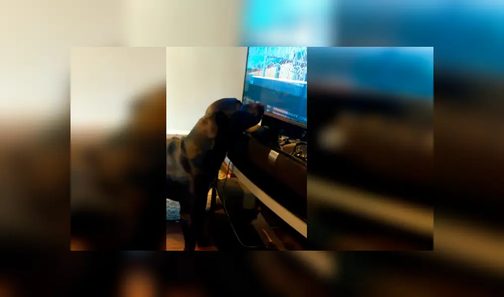 Vía Facebook. Dueño del can grabó el singular comportamiento que adopta su mascota cada vez que le ponen pausa a su programa favorito