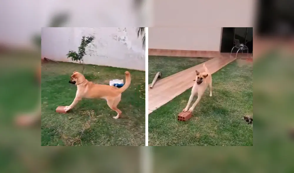 Desliza las imágenes hacia la izquierda para conocer la divertida escena protagonizada por un perro. Fotocaptura: Facebook.